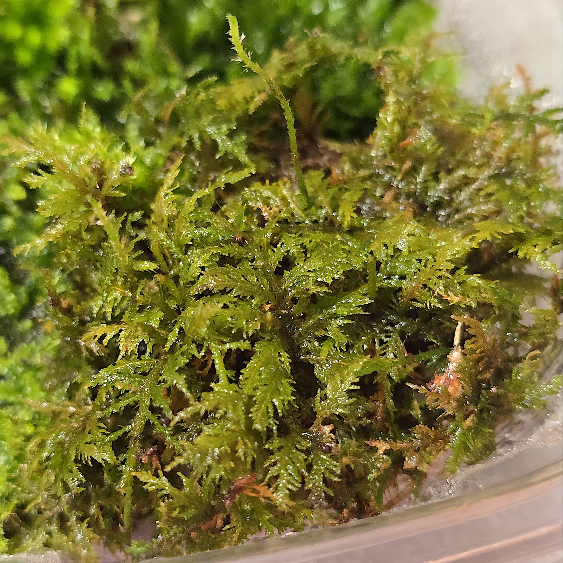 Detailed texture of chemical-free chemical-untreated live moss for green decor.