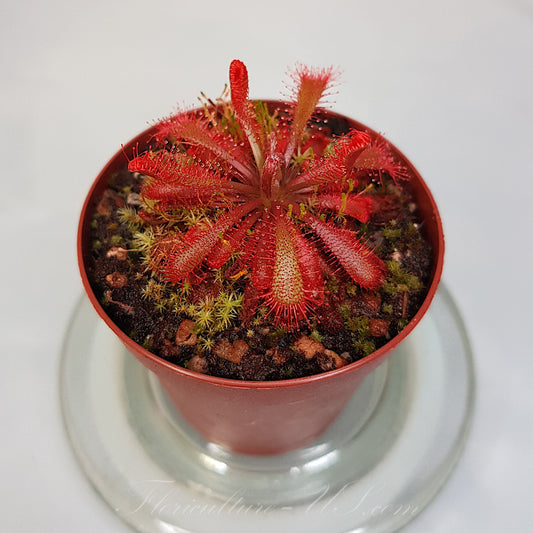 Drosera Spatulata var. Lovellae, Sundew, Live Plant