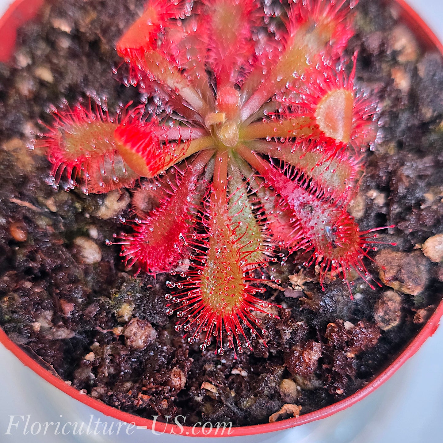 Drosera Spatulata Var. Lovellae, Sundew, Live Plant