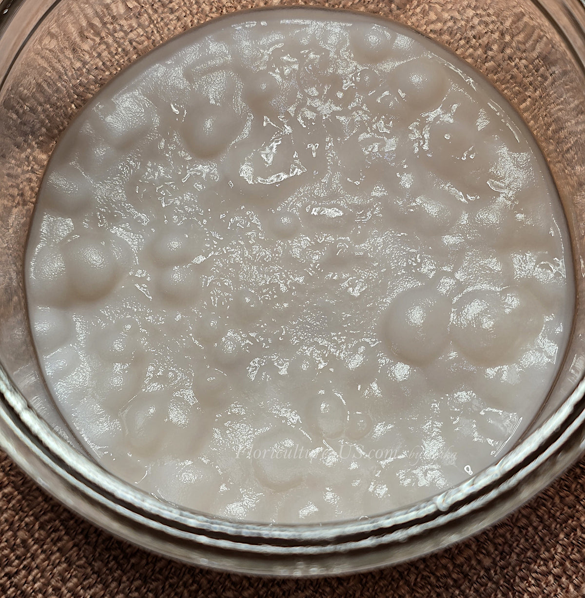 Close-up view of a white wine vinegar mother culture fermenting inside a glass jar.