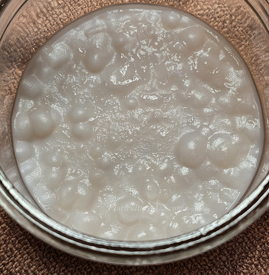Close-up view of a white wine vinegar mother culture fermenting inside a glass jar.