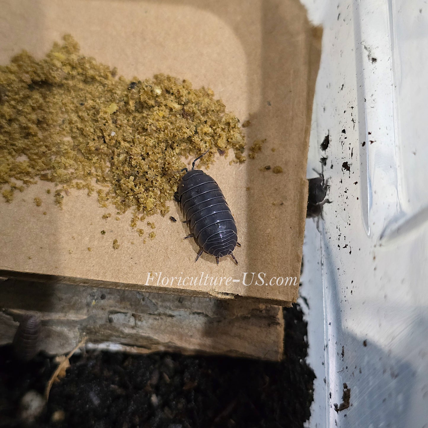 Macro close-up shot of a single healthy Wild Type Armadillidium Vulgare pill bug.