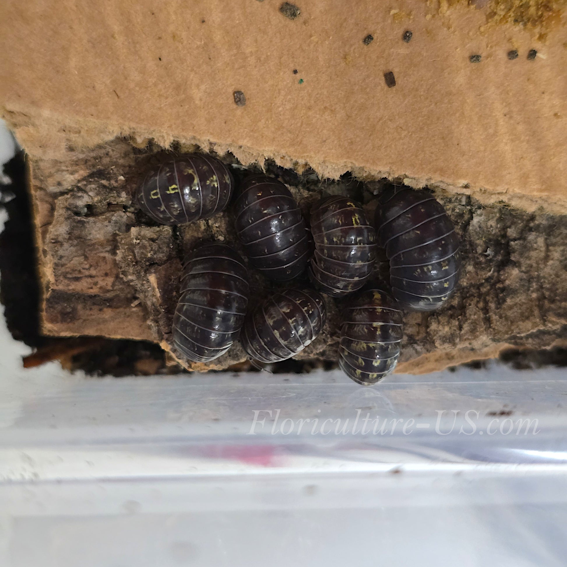 Close-up shot of healthy mixed-size Armadillidium Vulgare pill bugs and roly poly isopods.
