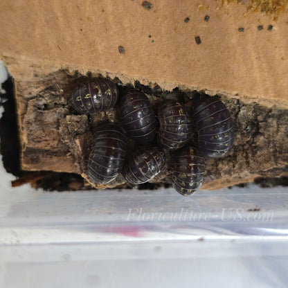 Close-up shot of healthy mixed-size Armadillidium Vulgare pill bugs and roly poly isopods.