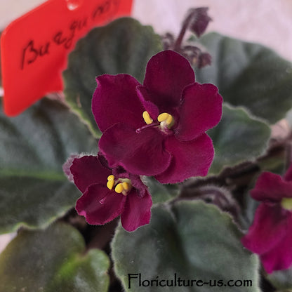 Close-up of deep wine red and maroon velvet African Violet flower
