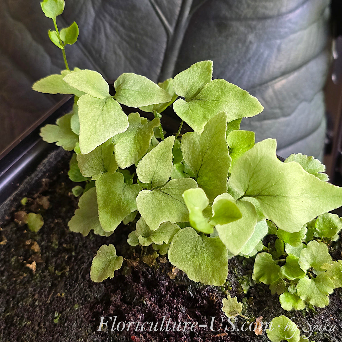 Established young Cyrtomium falcatum Japanese Holly Fern plants with multiple healthy leaves growing closely together in a shallow tray