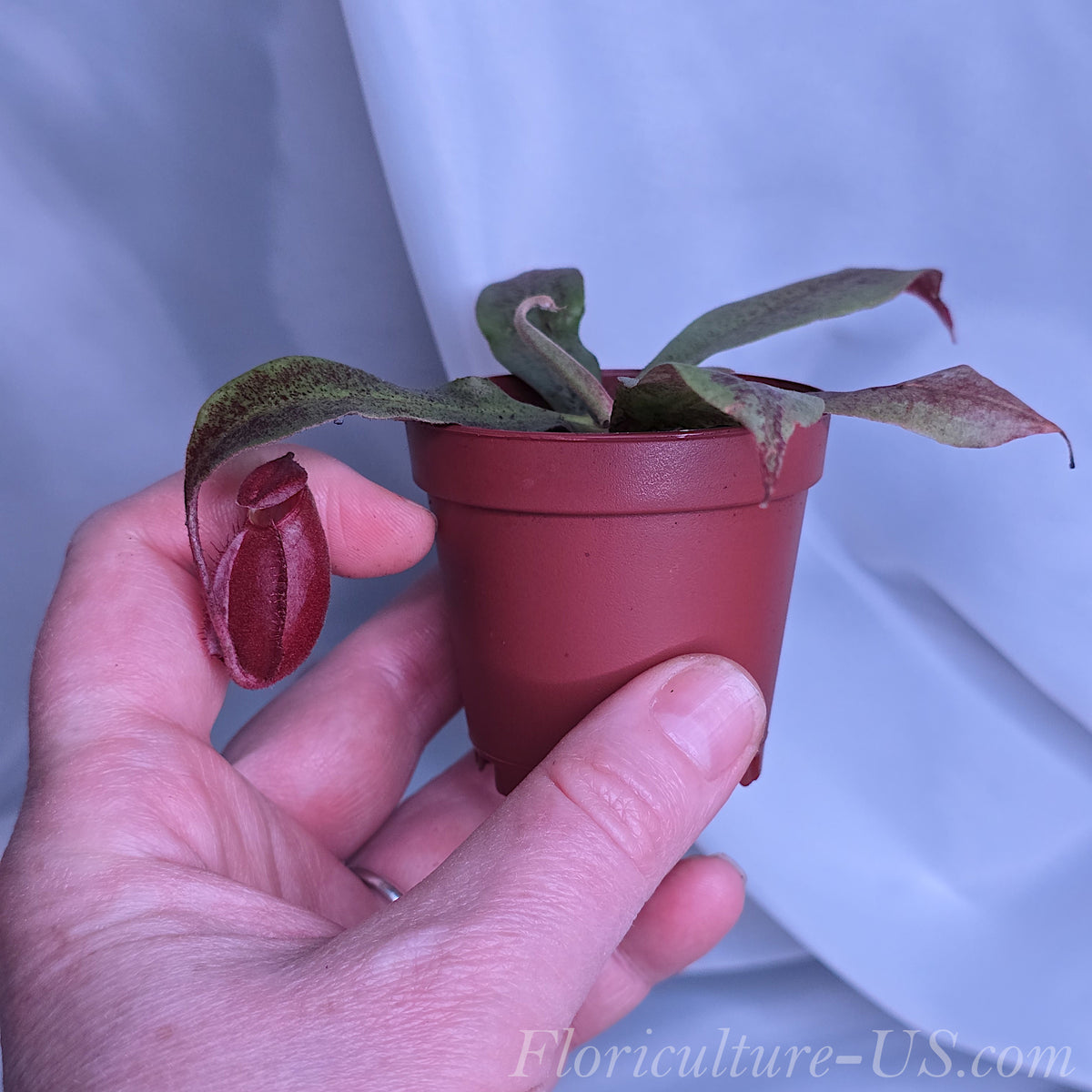 Nepenthes Black Miracle in pot