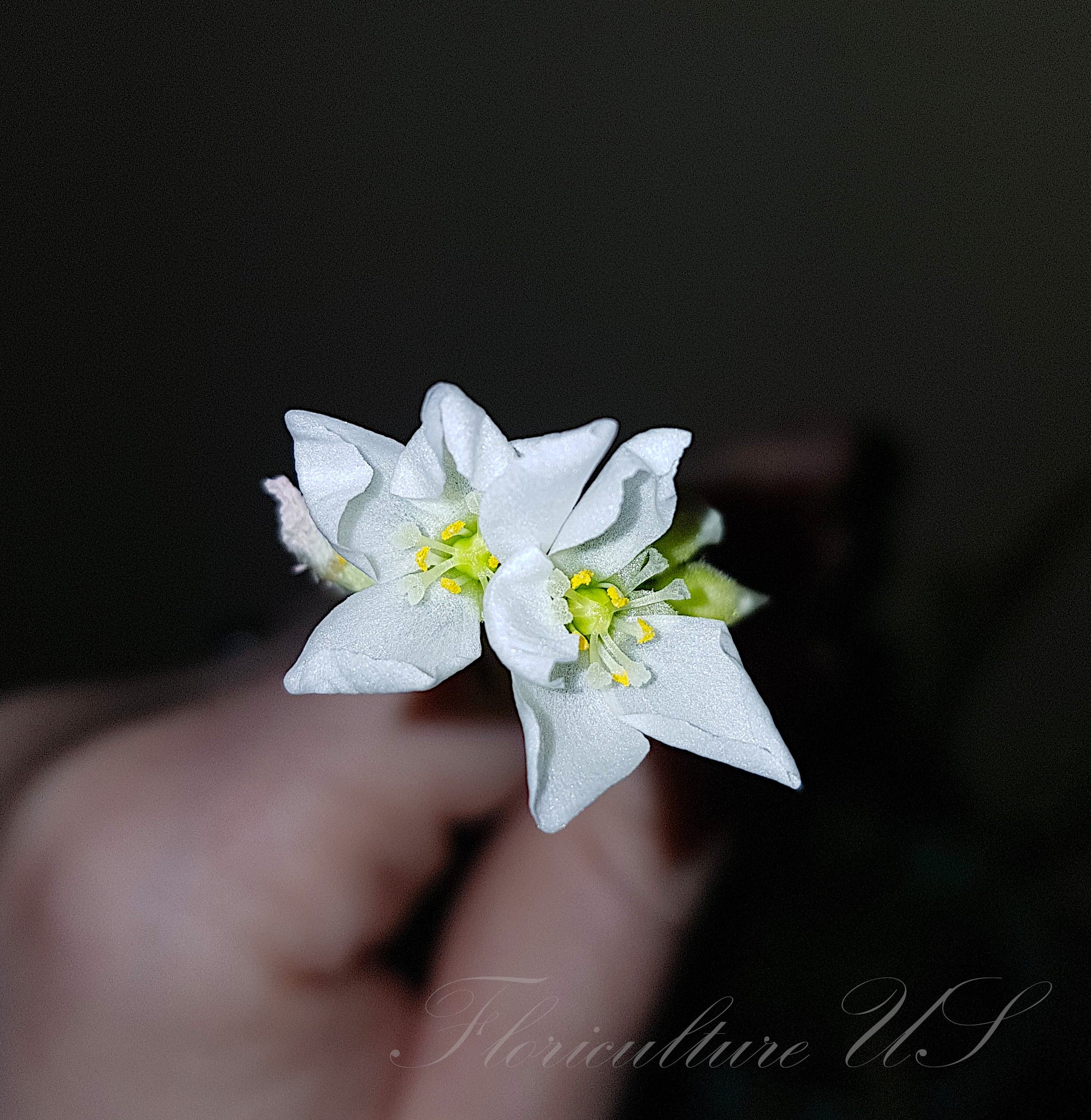 Drosera Capensis "Alba", Sundew, Flowers