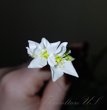 Drosera Capensis "Alba", Sundew, Flowers