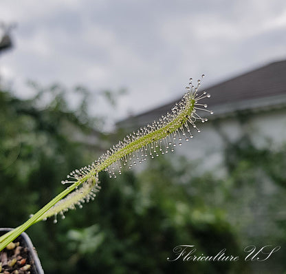 Drosera Capensis "Alba", Sundew. Leaf