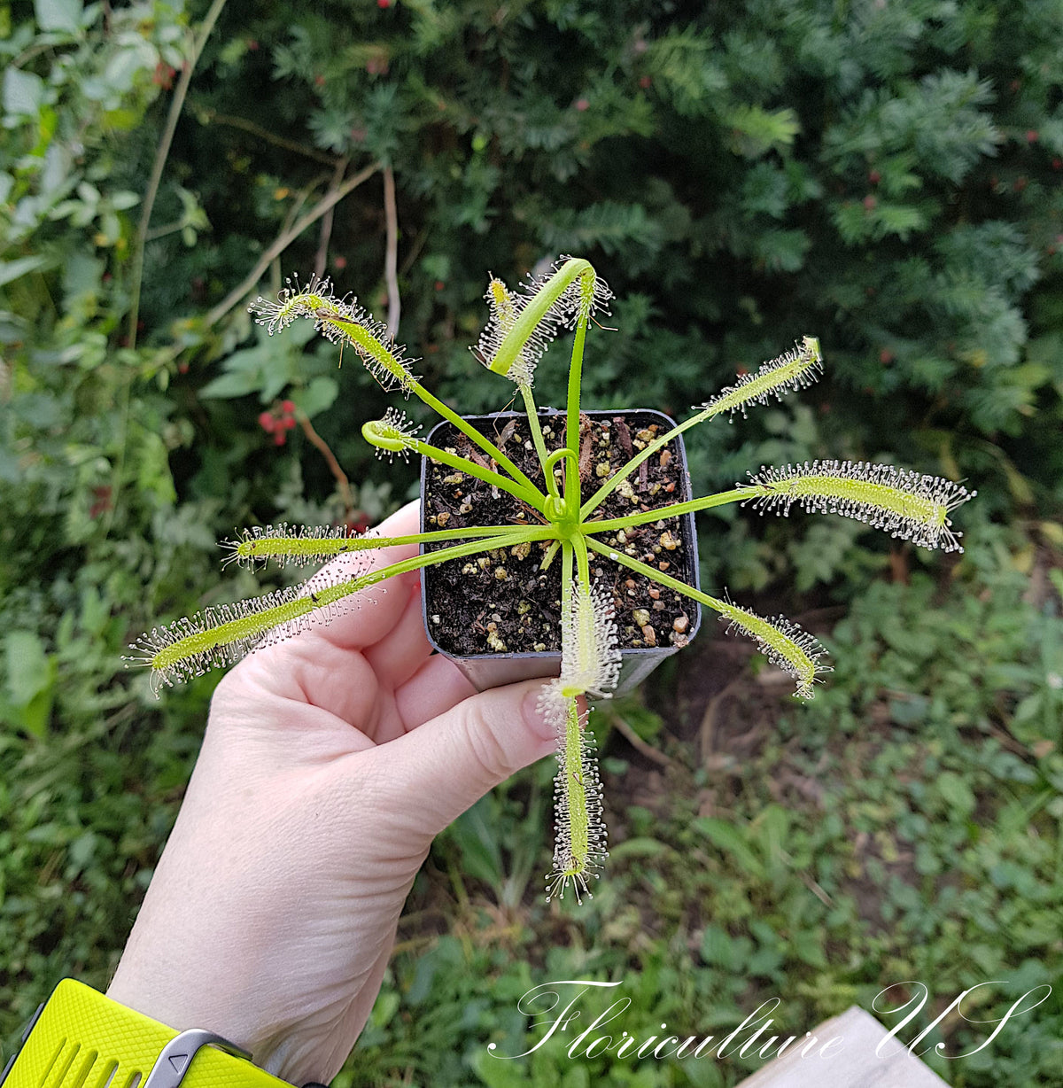 White Leaf Cape Sundew albino carnivorous plant close up.