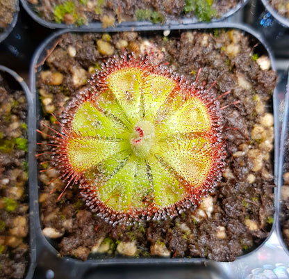 Drosera Burmannii, Sundew, Live Plant