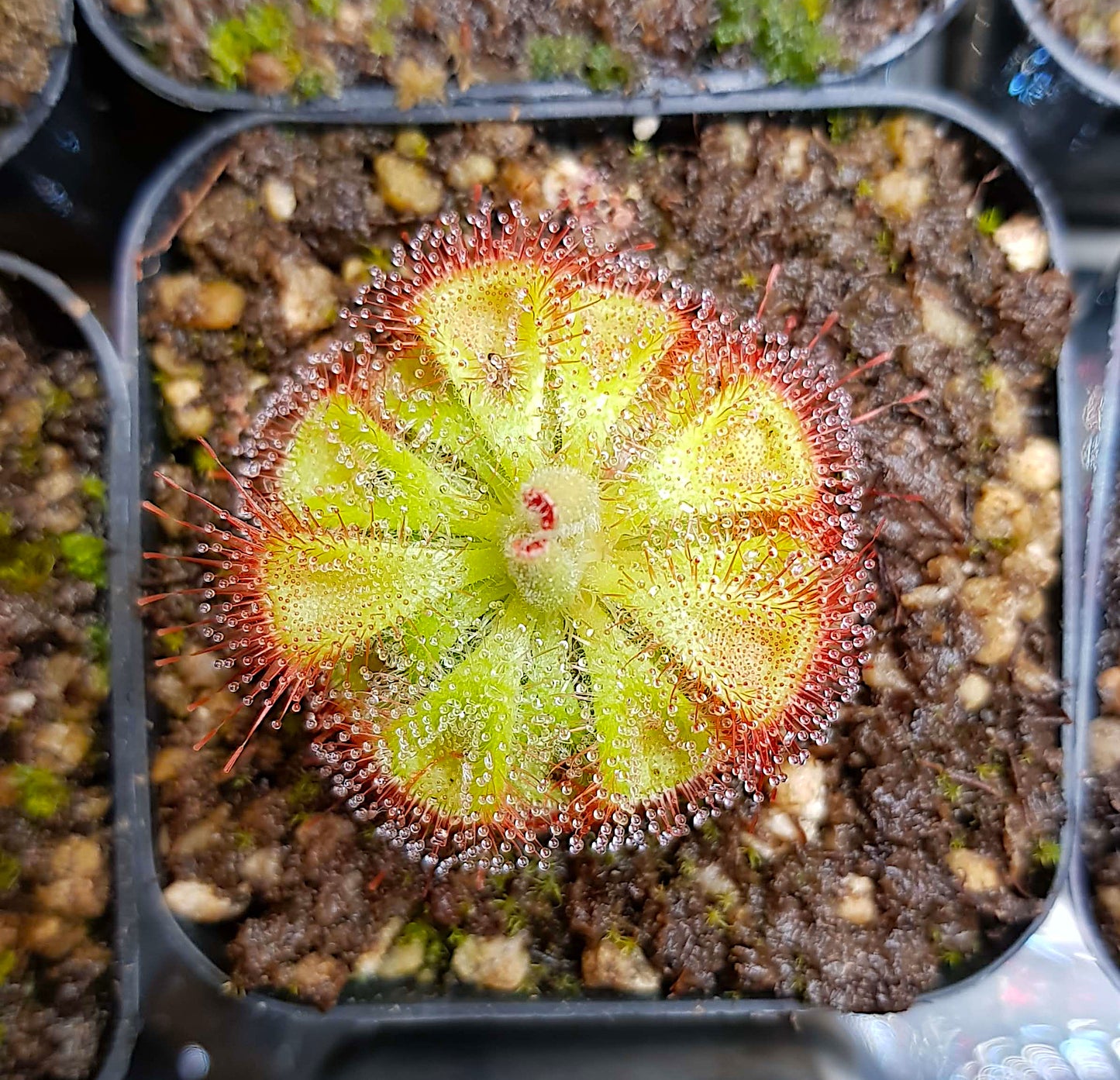 Drosera Burmannii, Sundew, 20+ Seeds