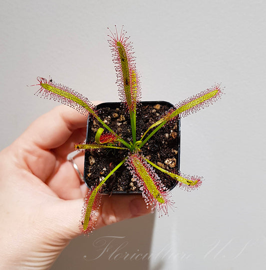 Drosera Capensis, Sundew, Live Plant