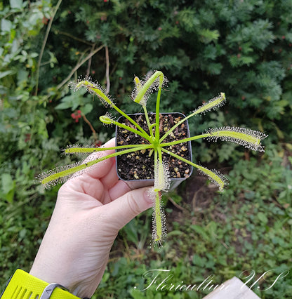 Drosera Capensis "Alba", Sundew, 20+ Seeds