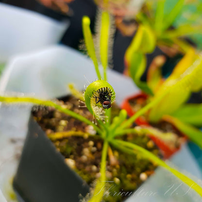 Drosera Capensis "Alba", Sundew, 20+ Seeds