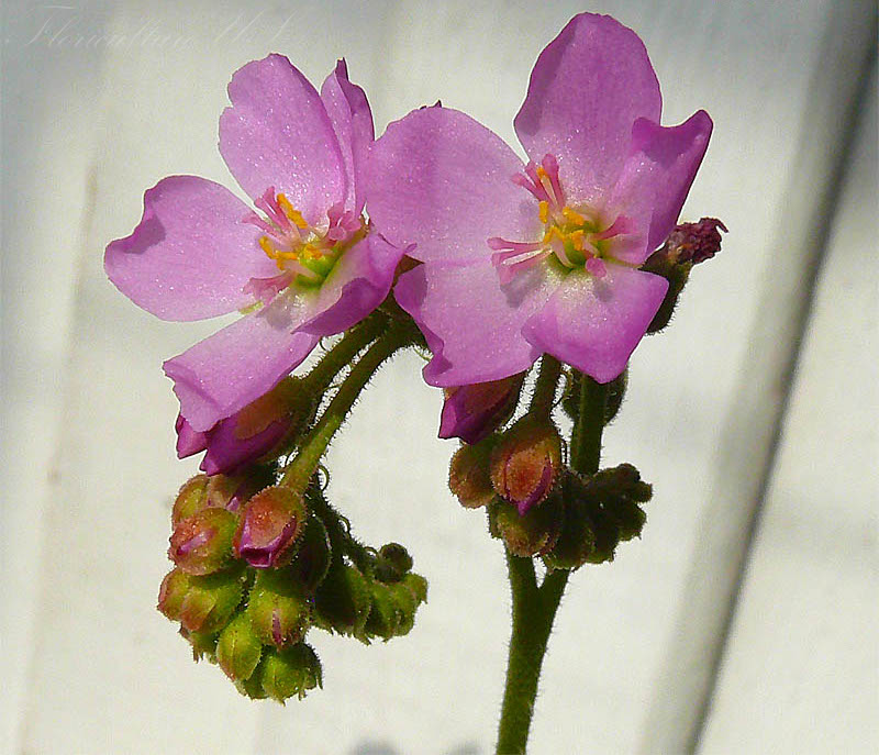 Drosera Capensis, Sundew, Live Plant