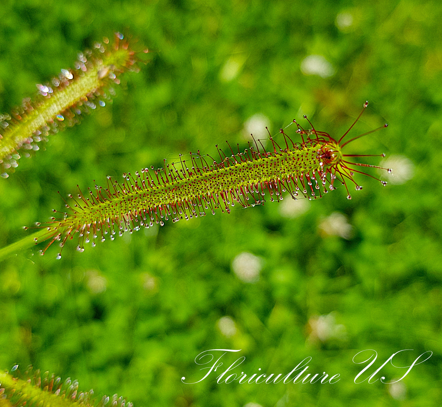 Drosera Capensis, Sundew, Live Plant