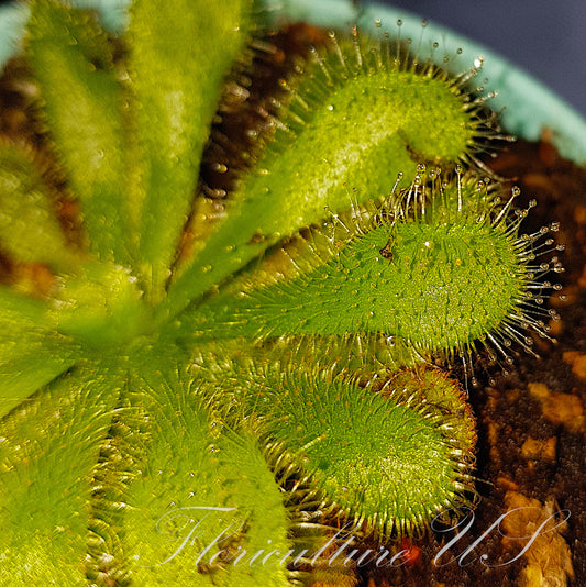 Drosera Coccicaulis "Alba", Sundew, 20+ Seeds