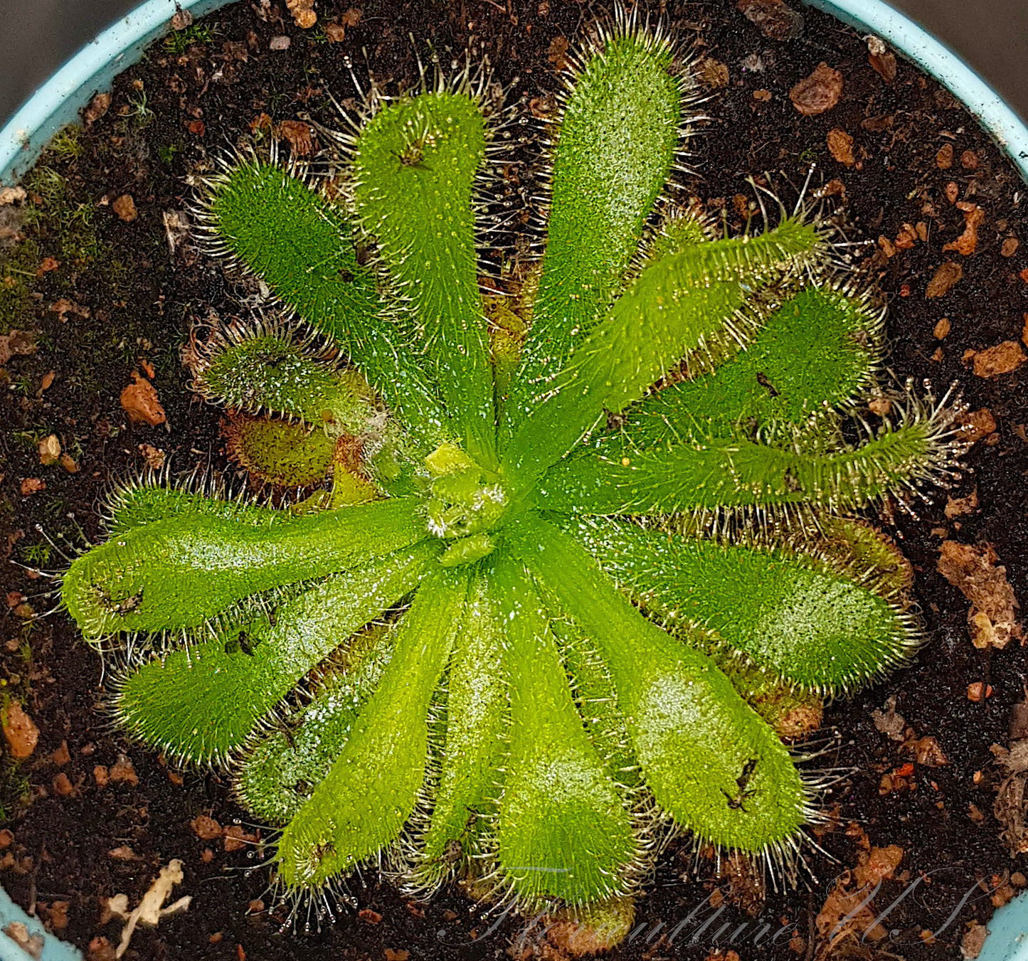 Drosera Coccicaulis "Alba", Sundew, 20+ Seeds
