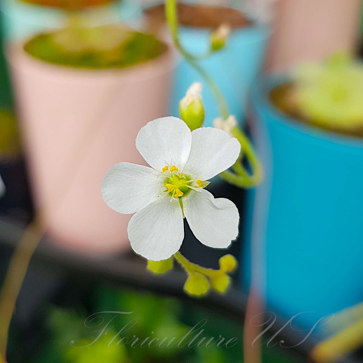 Drosera Coccicaulis "Alba", Sundew, 20+ Seeds