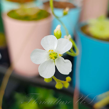 Drosera Coccicaulis "Alba", Sundew, 20+ Seeds