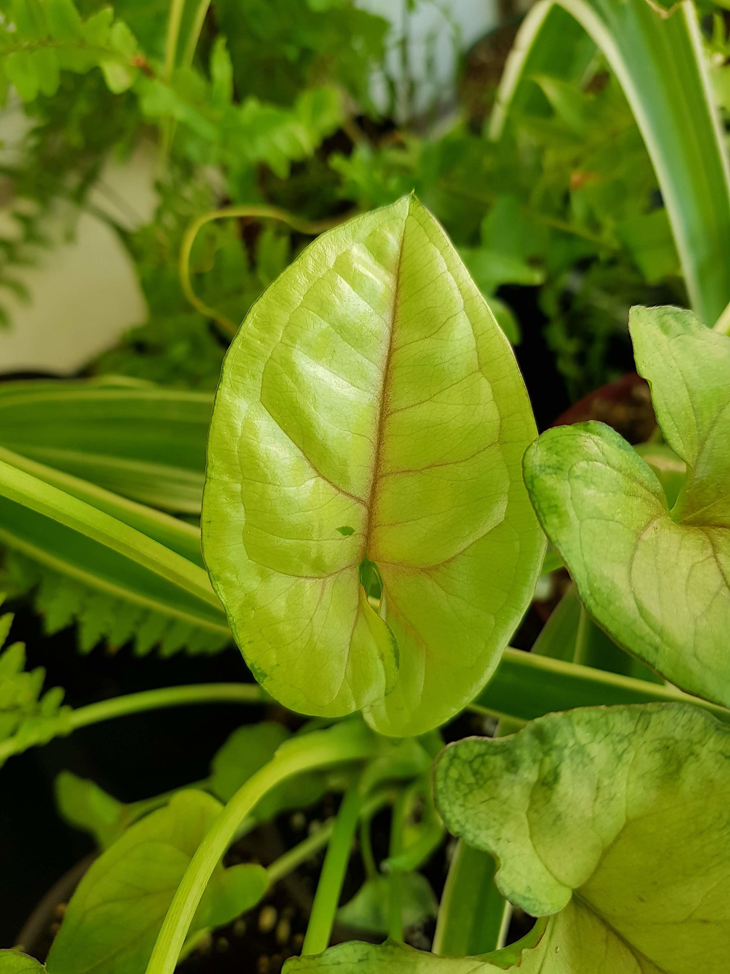 Syngonium Podophyllum 'Gold Allusion', Live Plant