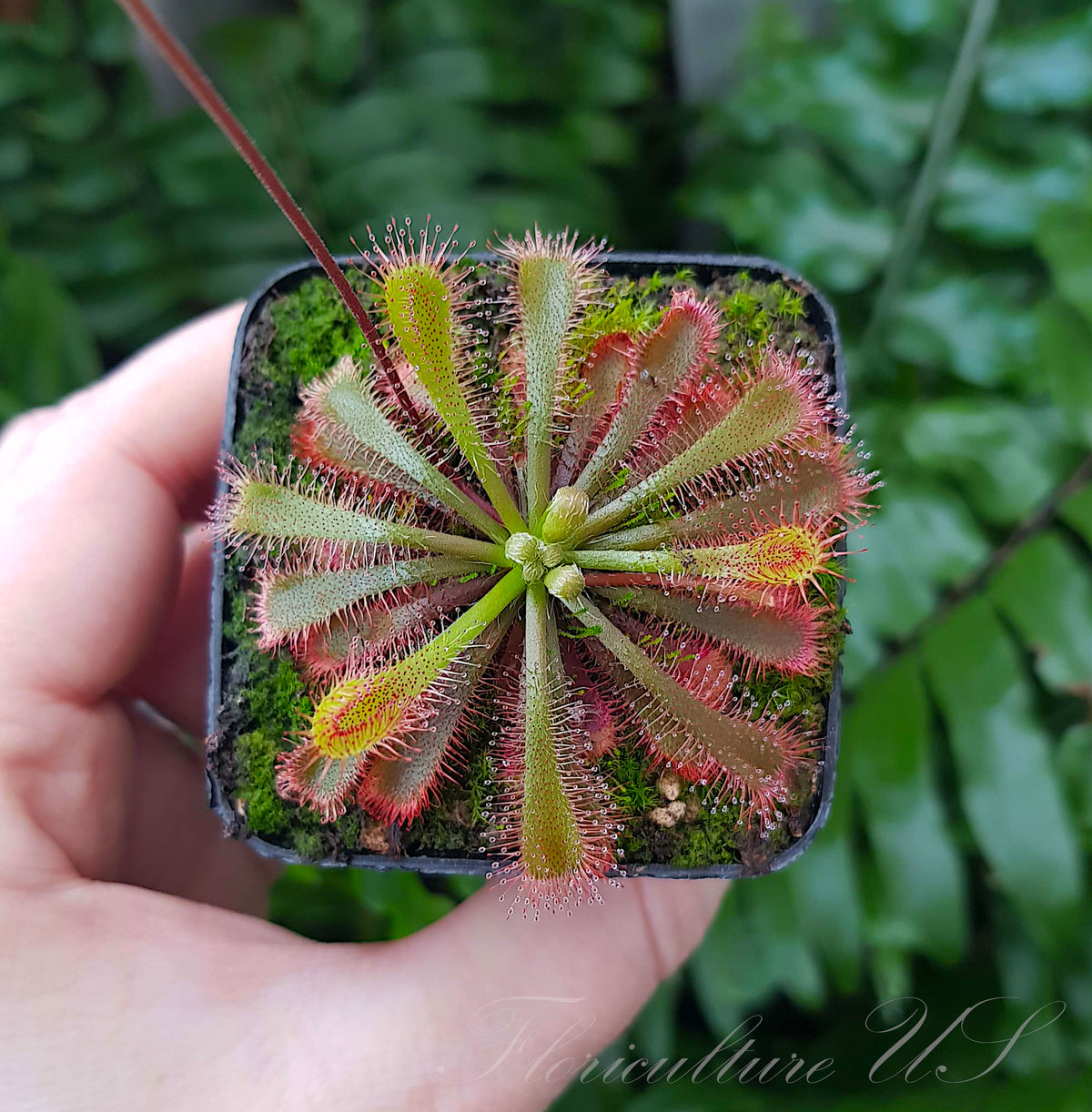 Close-up top view of a live red Drosera sundew in a small pot displaying shimmering sticky dew