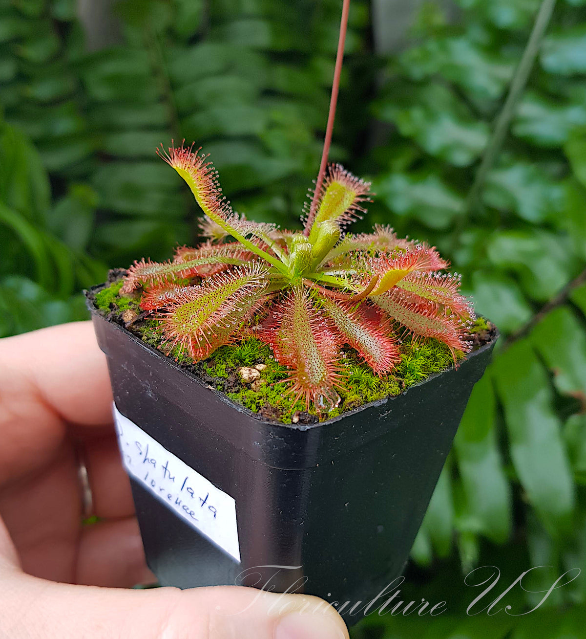Side view of a live red Drosera spatulata var. lovellae sundew plant in a small pot showing its growth habit