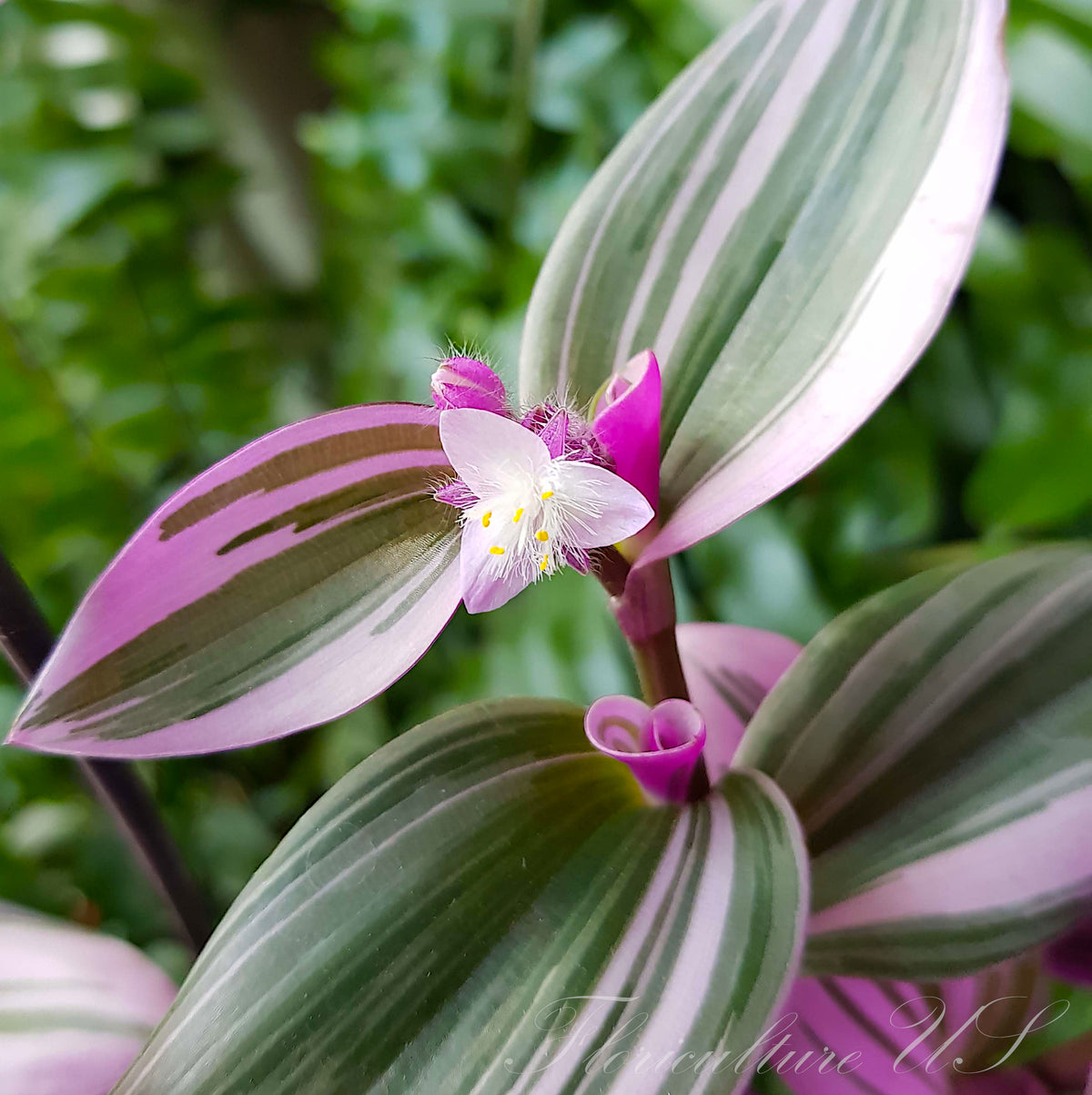 Close-up of bright pink striped leaves and a single small white flower of Tradescantia Nanouk
