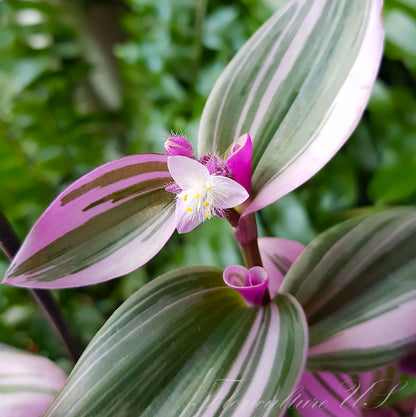 Close-up of bright pink striped leaves and a single small white flower of Tradescantia Nanouk